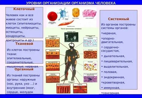Органы тканевый уровень