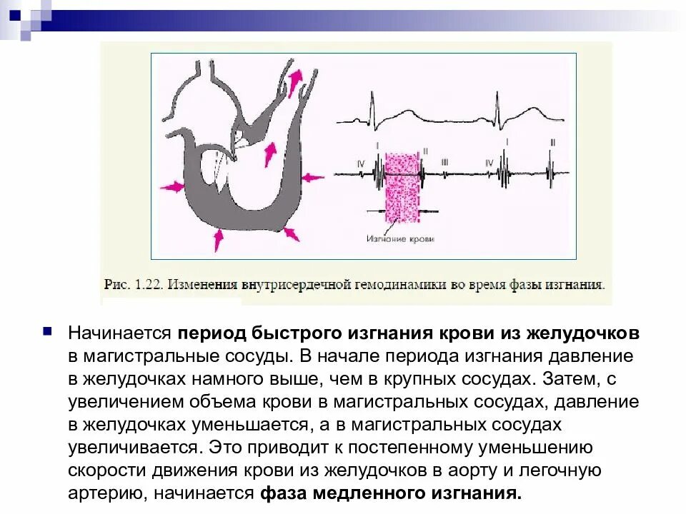 Внутрисердечная гемодинамика. Внутрисердечная гемодинамика в третьей фазе. Показатели внутрисердечной гемодинамики. Внутрисердечная гемодинамика в норме. Внутрисердечная гемодинамика в фазах сердечного цикла.