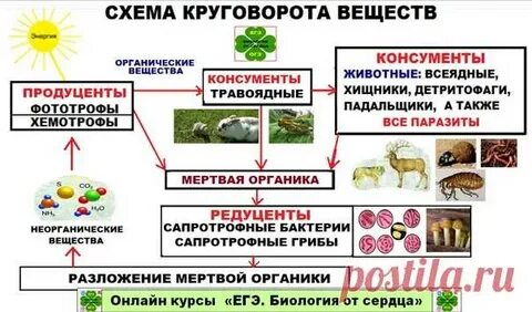 Законы биологии егэ