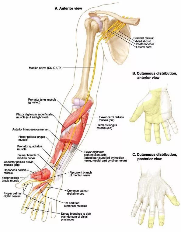 Локтевой нерв анатомия иннервация. Анатомия срединного нерва на кисти. Срединный нерв анатомия иннервация. Срединный локтевой лучевой нерв анатомия.