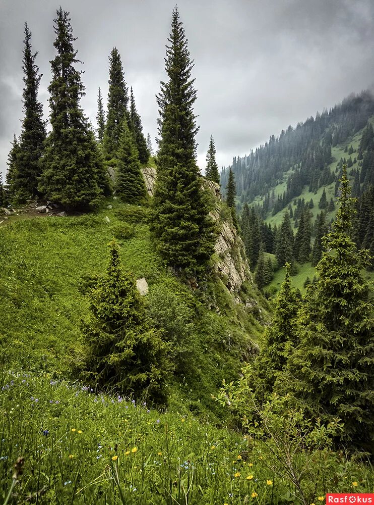 Ель в снегу. Горно алтайск площадь ленина 2021. Елка в горном институте. Ель в горах. Орлиное гнездо алматы.