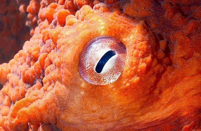 15 imagens de animais que possuem um olhar hipnotizante Imagens de animais, Anim