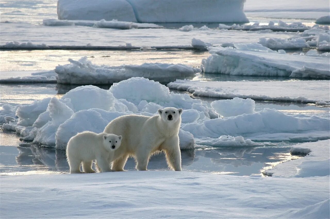 Медвежьи острова Восточно Сибирское море. Северный Ледовитый океан животные белый медведь. Карское море белый медведь. Северный Ледовитый океан Восточно-Сибирское море.