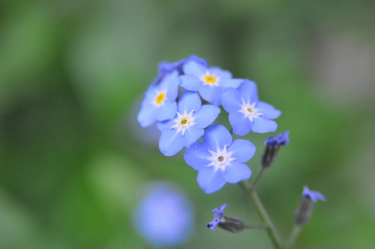 Незабудка Полевая (Myosotis arvensis). Цветы Незабудка Помпадур. Незабудка Болотная. Красивые незабудки.