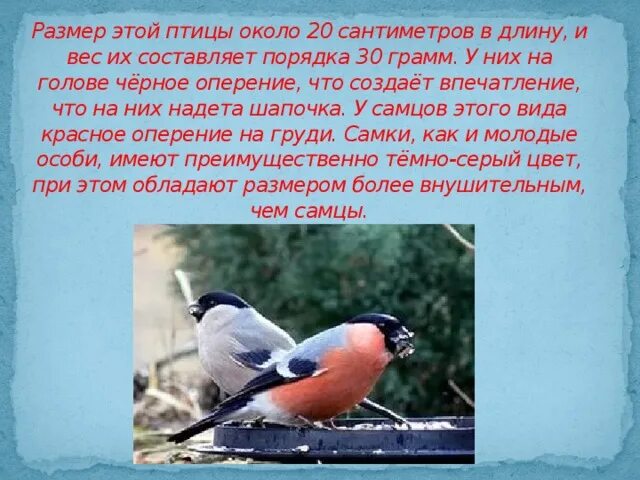 Желтогрудый снегирь. Снегири желтые самки. Размер снегиря в сантиметрах. Снегирь 4т размеры. Снегирь в тайге.