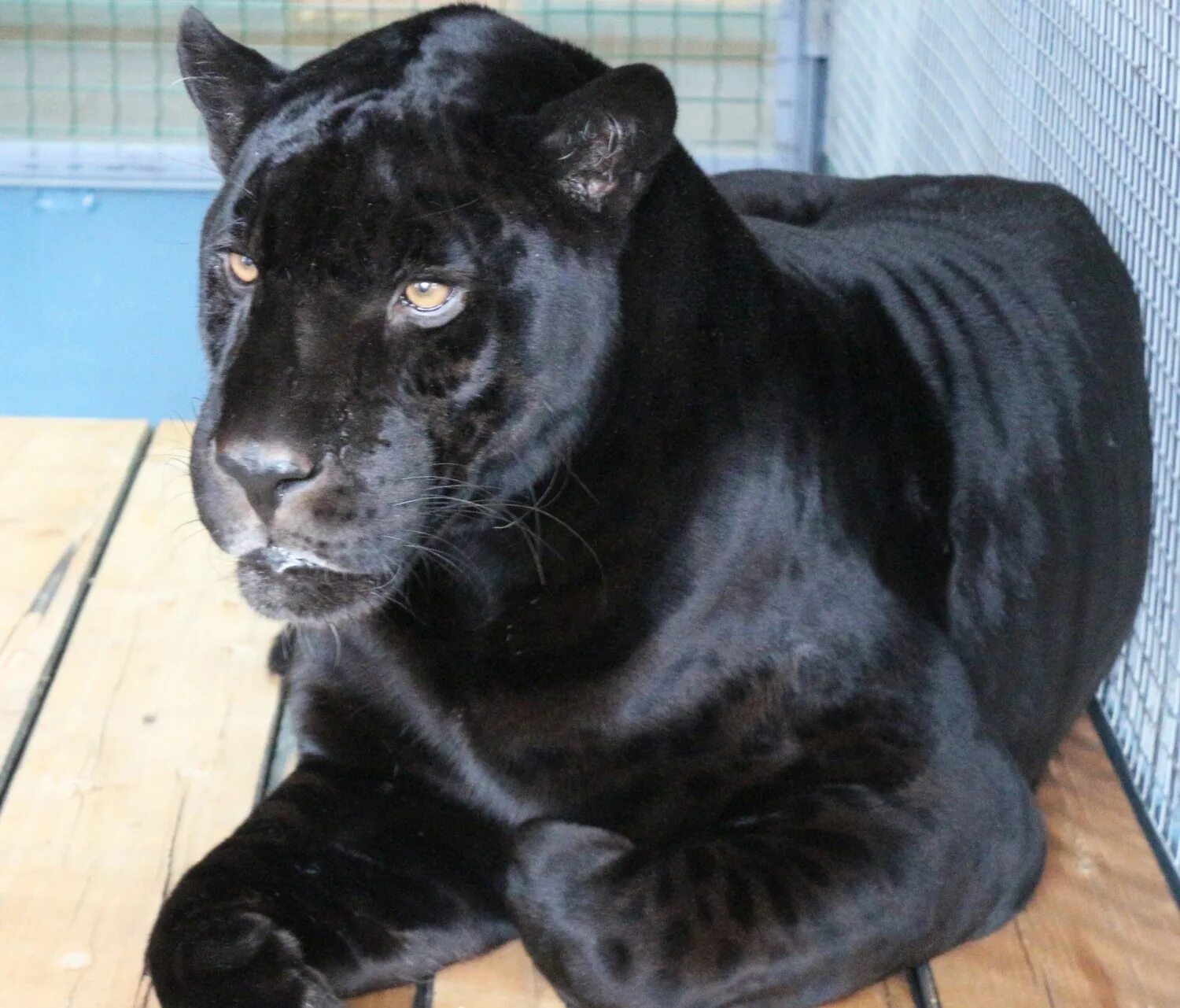 ягуар меланист. пантера в московском зоопарке. черный ягуар. московский зоопарк ягуар. зоопарк с дикими животными пантера.