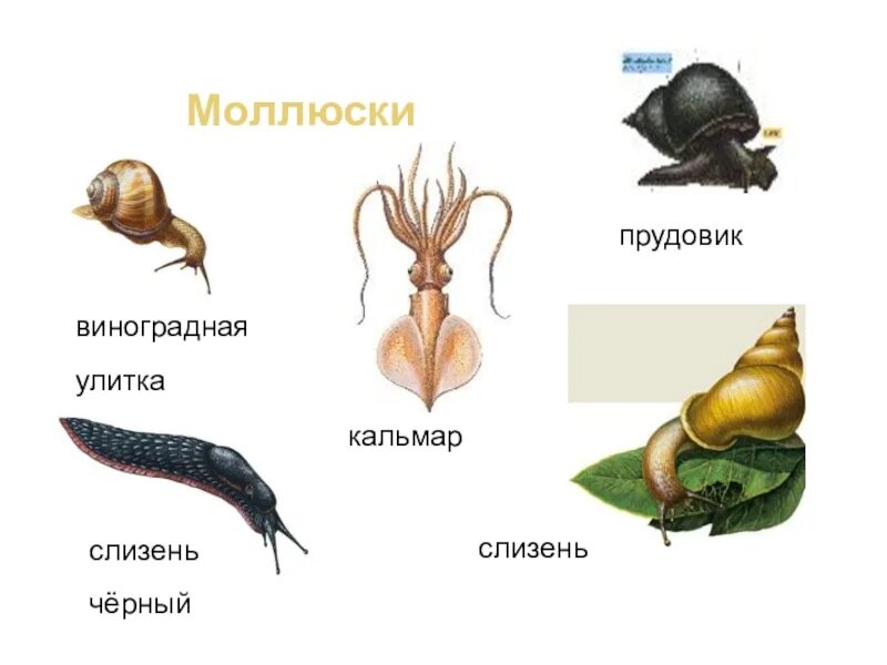Окружающий мир 3 моллюски