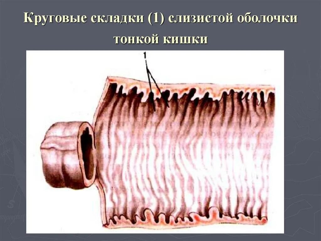 Строение стенки тонкой кишки анатомия. Слизистая оболочка тонкого кишечника строение. Складки слизистой оболочки толстой кишки. Складки слизистой Толстого кишечника. Продольные складки слизистой оболочки