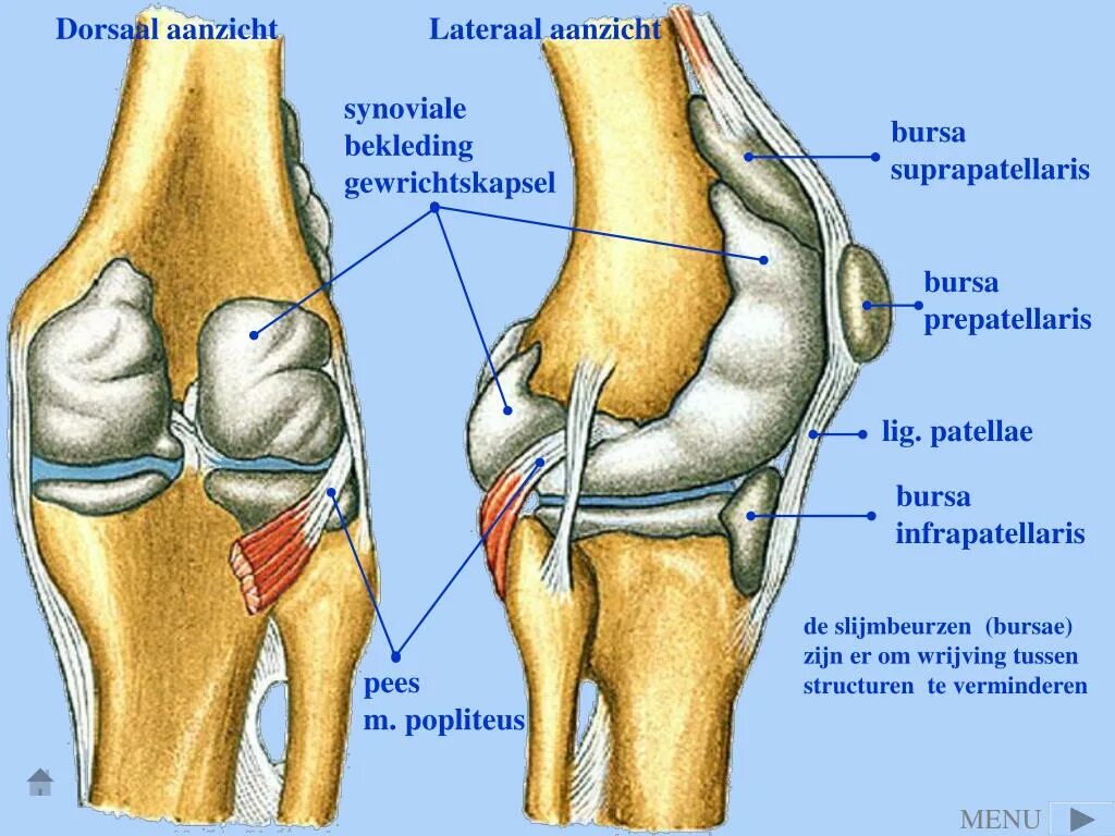 Суставные сумки коленного сустава анатомия. Бурсы коленного сустава анатомия. Синовиальные завороты коленного сустава. Крыловидные связки коленного сустава.