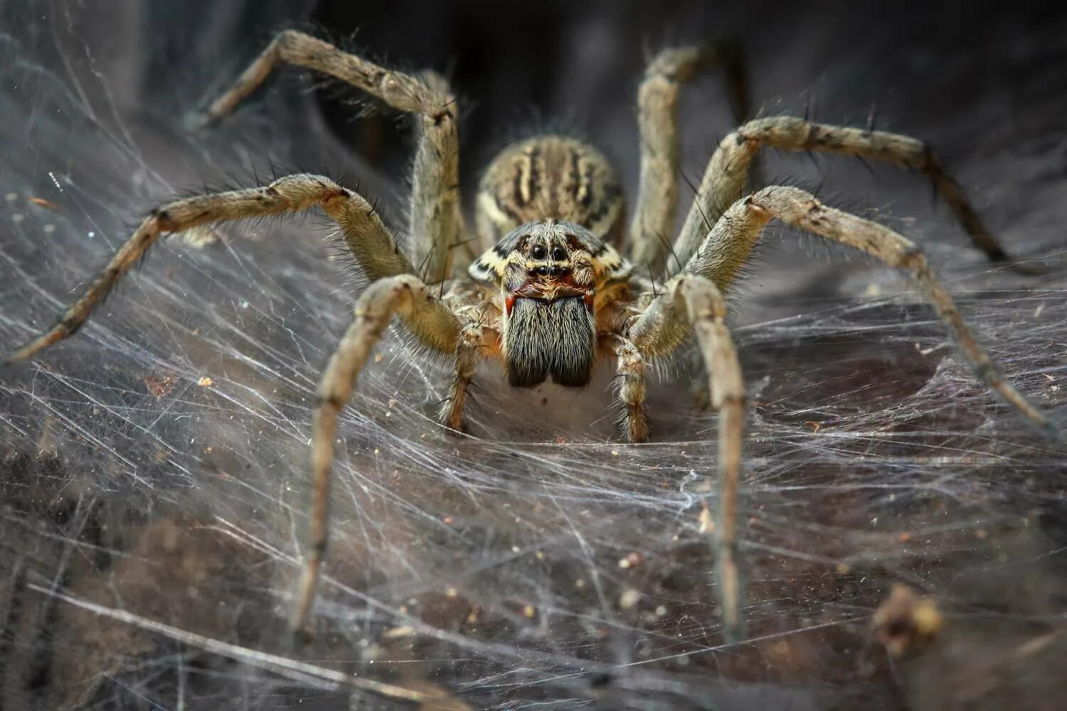 Down spiders. Бразильский Странствующий паук. Бразильский Странствующий паук паутина. Паук Тарантул австралийский. Австралийский птицеед.