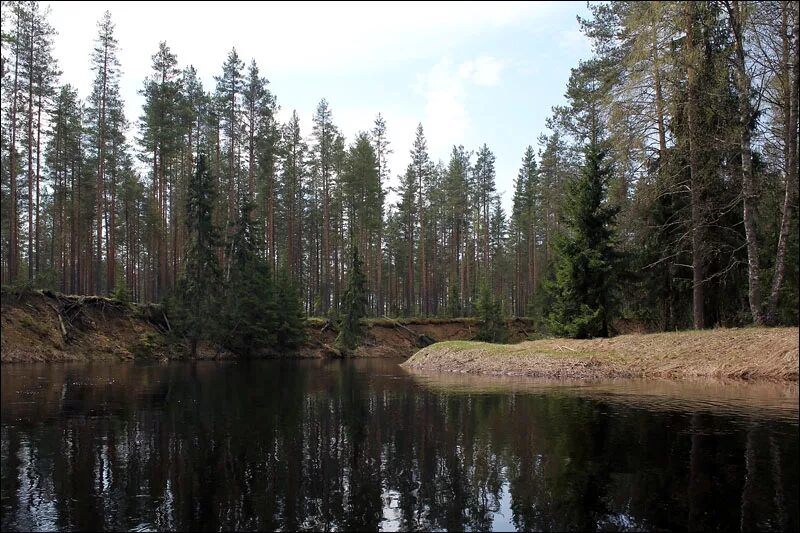 Река Песь Новгородской Хвойнинский. Река Хвойная Песь Новгородская область. Хвойная Новгородская область Песь озеро. Река Песь Вологодская область.