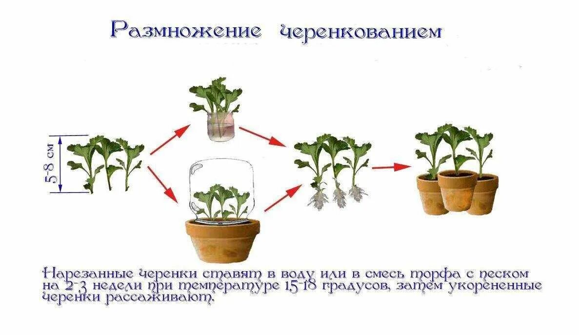 Через сколько можно посадить. Черенкование пеларгонии схема. Размножение комнатных растений черенками. Размножите растение комнатное черенками. Размножение герани стеблевыми черенками.