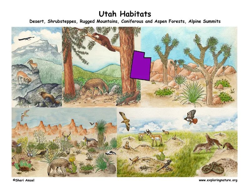 Different Habitats. Types of Habitats. Animal Habitats. Natural Habitat рисунки. Habitat help