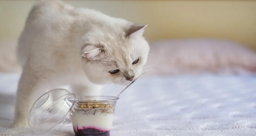 Кот кефир давать. Котик в йогурте. йогурт с кошкой. кот кефир. кошки едят йогурт.