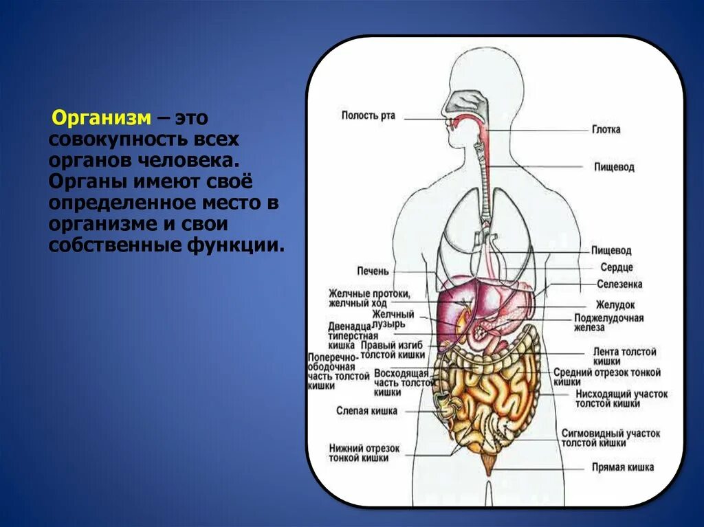 Органы человека схема с названиями и фото