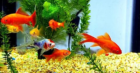 Валентина Мазунина жалаңаш бейне