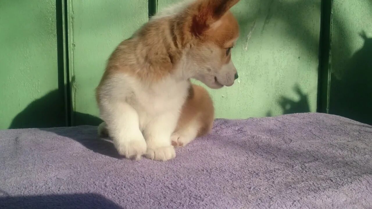 Коржики щенки на рабочий стол. Гриша грыз Коржик орешки грыз Жоржик. Коржик гача. Коржик ютуб.