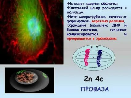 Веретено деления белок
