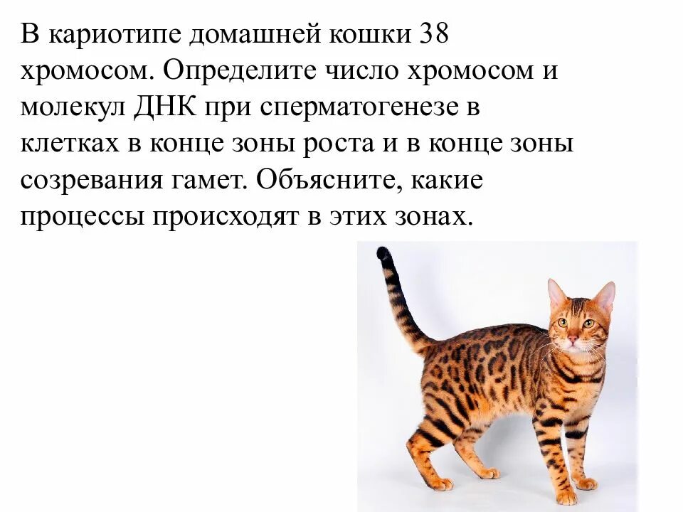 Сколько хромосом у кошки. Кариотип домашней кошки. Хромосомы кошки. Рост домашней кошки.