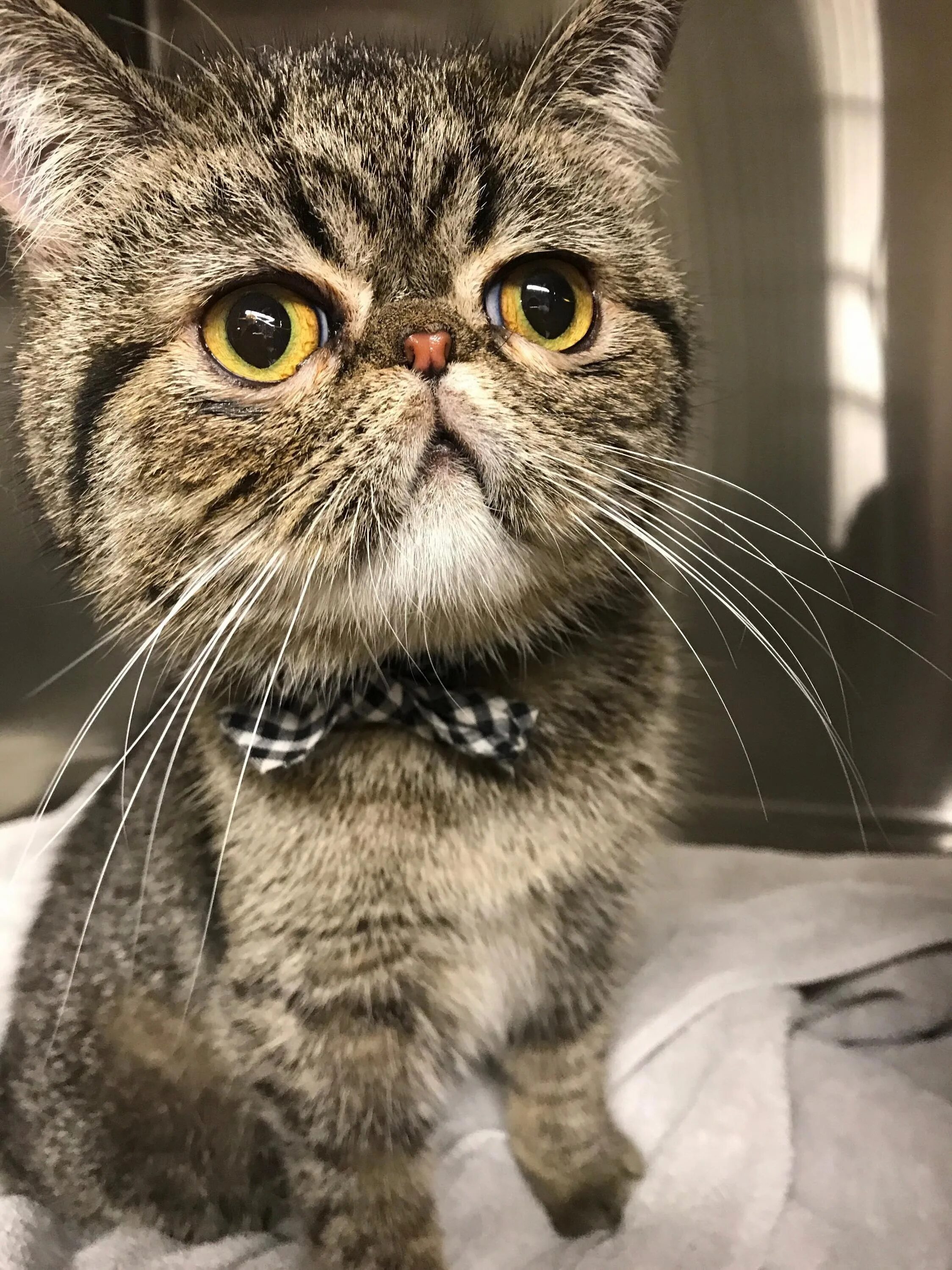 Включи кошек. Плачущий котенок. Включи кошек. Смегнгй кот. Котята милашки.