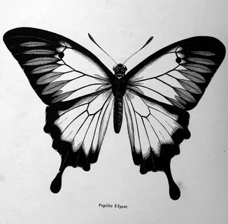 Papillons noirs