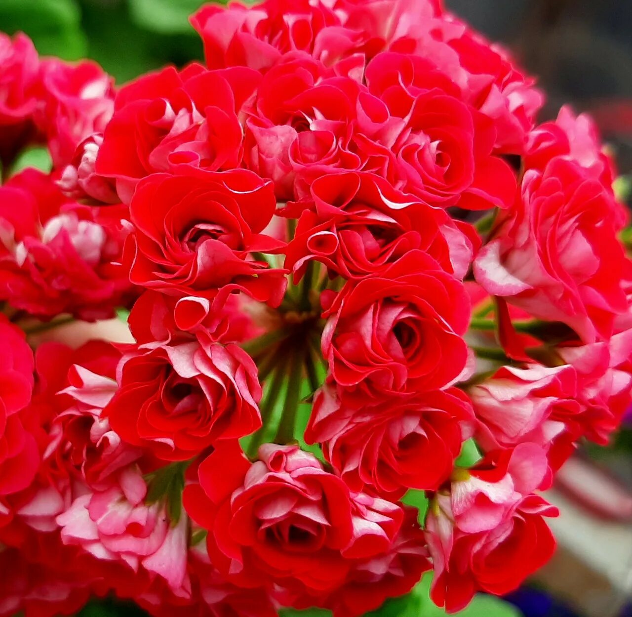 Pink rambler розебудная пеларгония герань. Пеларгония red rambler. Малиновая розебудная пеларгония. Пеларгония ред пинк. Пеларгония сорт пинк.