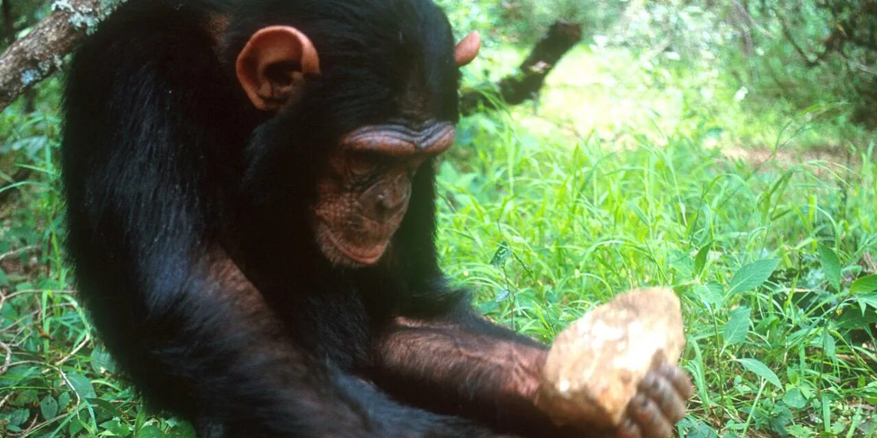 скульптура каменная обезьяна. скульптура «обезьяна». камень обезьяны женщины. гамбург монументы обезьян. статуя обезьяны.