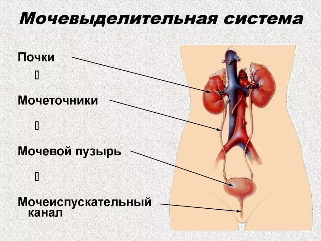 Мочевыделительная система человека включает почки надпочечники мочеточники