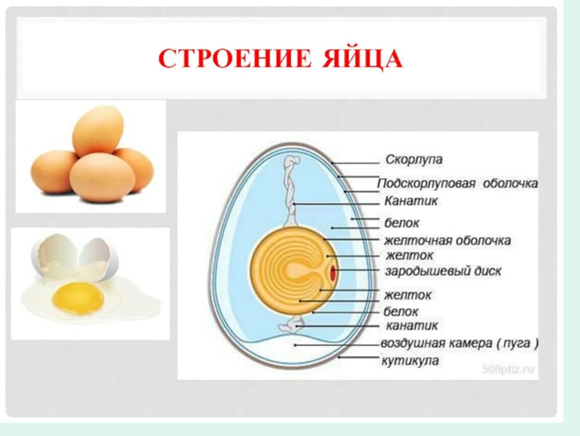 Функция желтка. Строение яйца птицы. Строение яйца Товароведение. Строение яйца птицы анатомия. Морфологическое строение яйца.