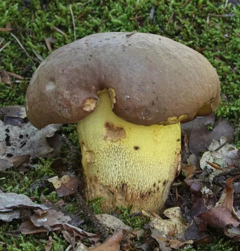 Белый гриб коричневая ножка. Боровик девичий (Boletus appendiculatus). Болет полубелый гриб Боровик жёлтый. Боровик пластинчатый гриб. Болетинус полоножковый моховик.