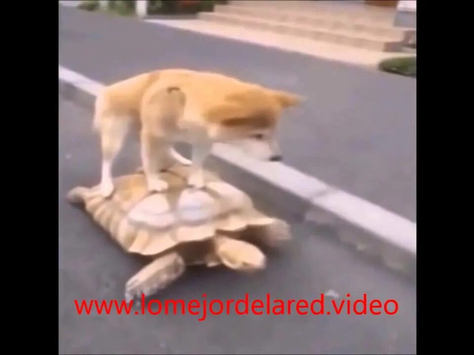 Собака и черепаха прикол. Смешное на пляже. Самое приставучие животные. Короткие бесплатные смешные видеоролики. Девушка в купальнике с собакой.