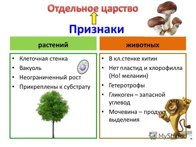 Запасным углеводом в животной клетке является. Запасным углеводом в животной клетке является