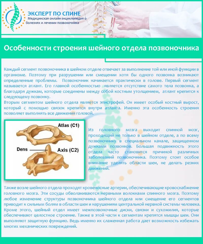 Особенности строения шейного отдела. Особенности позвонков шейного отдела. Особенности строения шейного позвоночника. Особенности строения позвонков шейного отдела.