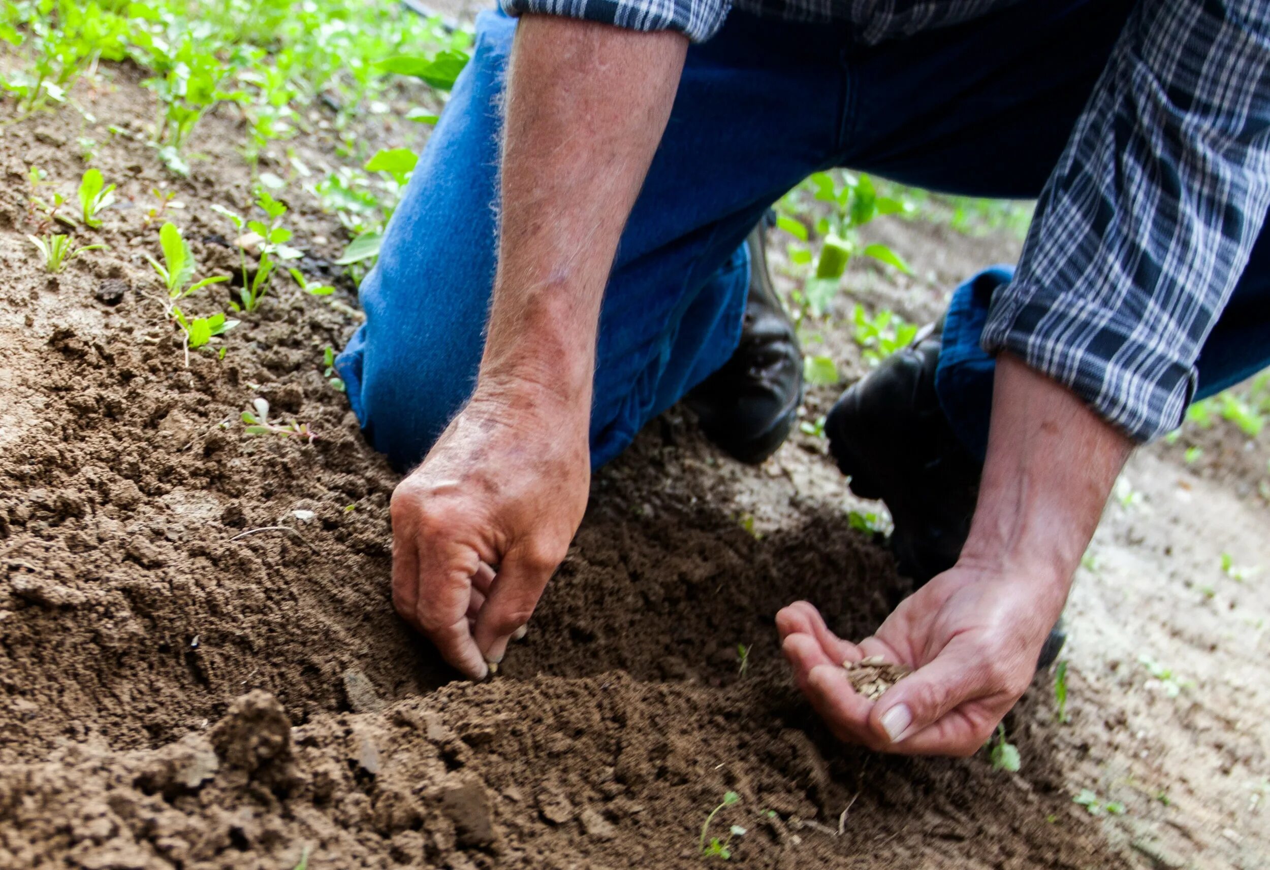Чем удобрить землю перед посадкой картофеля. Удобрение почвы. Внесение удобрений в почву. Удобрять почву. Почва и человек.