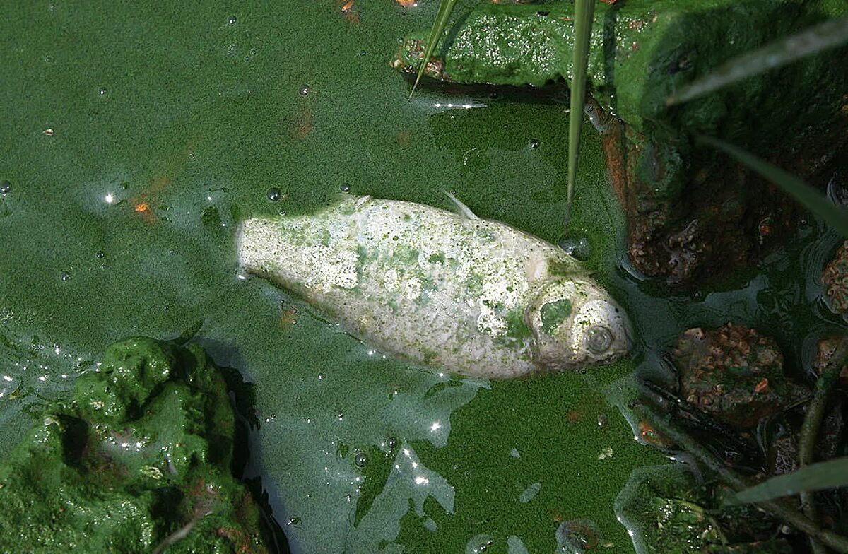 Цветение воды цианобактерии. Диатомовые водоросли цветение воды. Заболевание рыб, вызываемое токсинами синезеленых водорослей. Цветение воды водоросли цианобактерии.