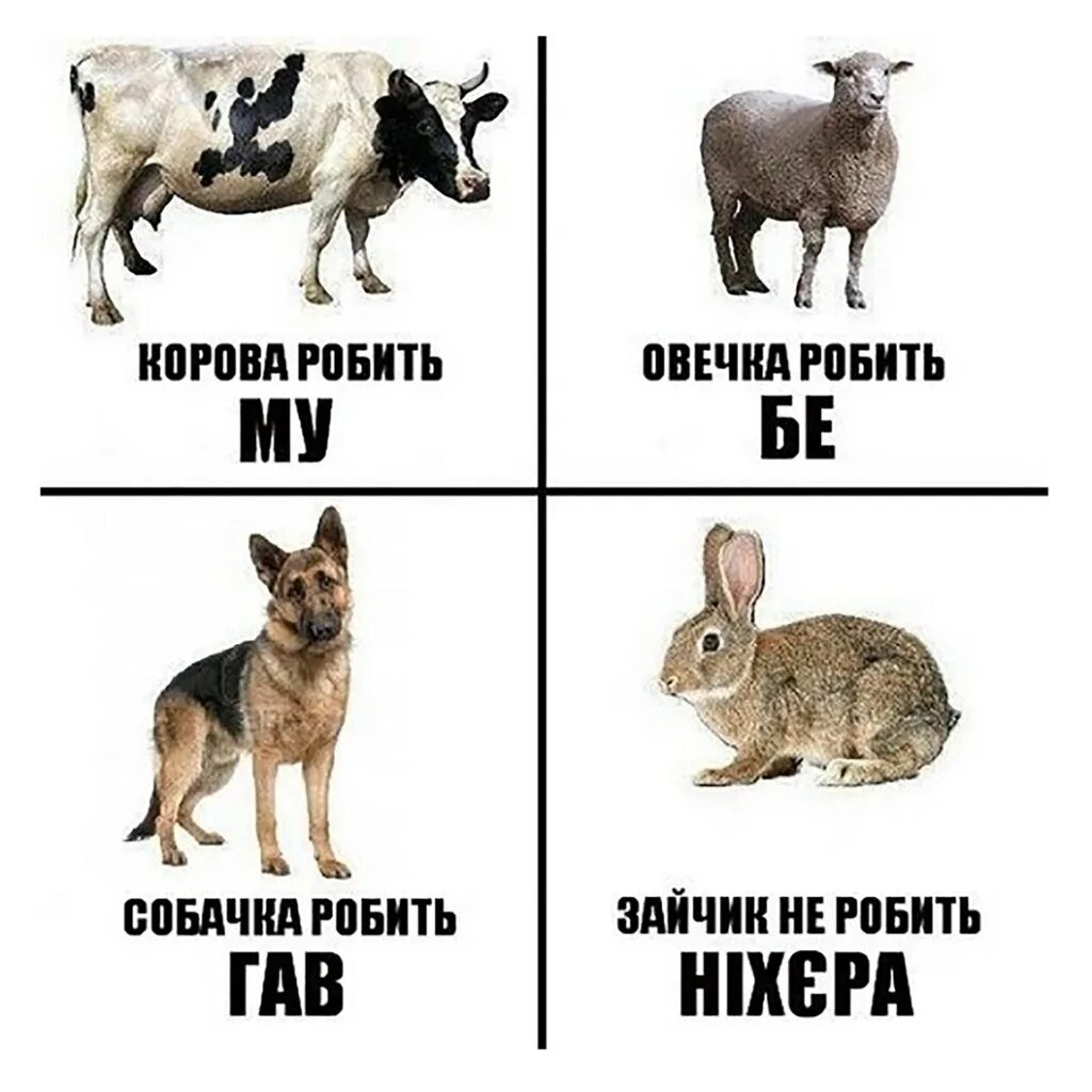 Что такое робили