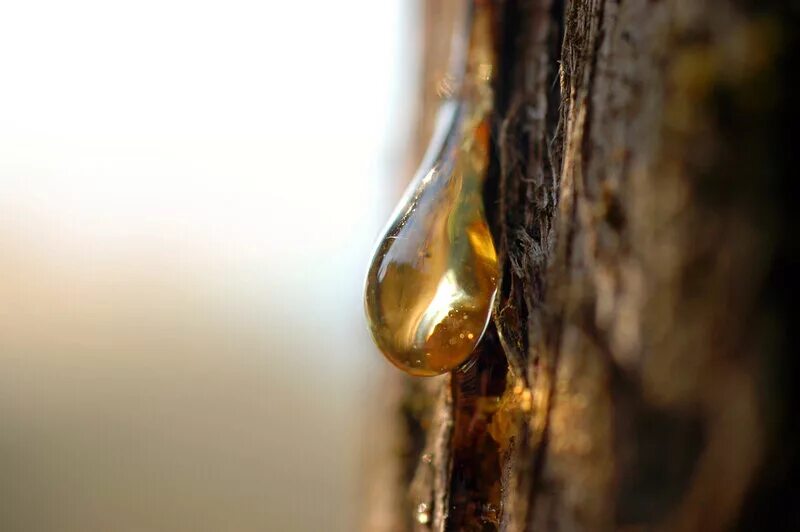 хвойная живица. смола живица. кедровая смола живица. смола живица. кедровая смола живица.