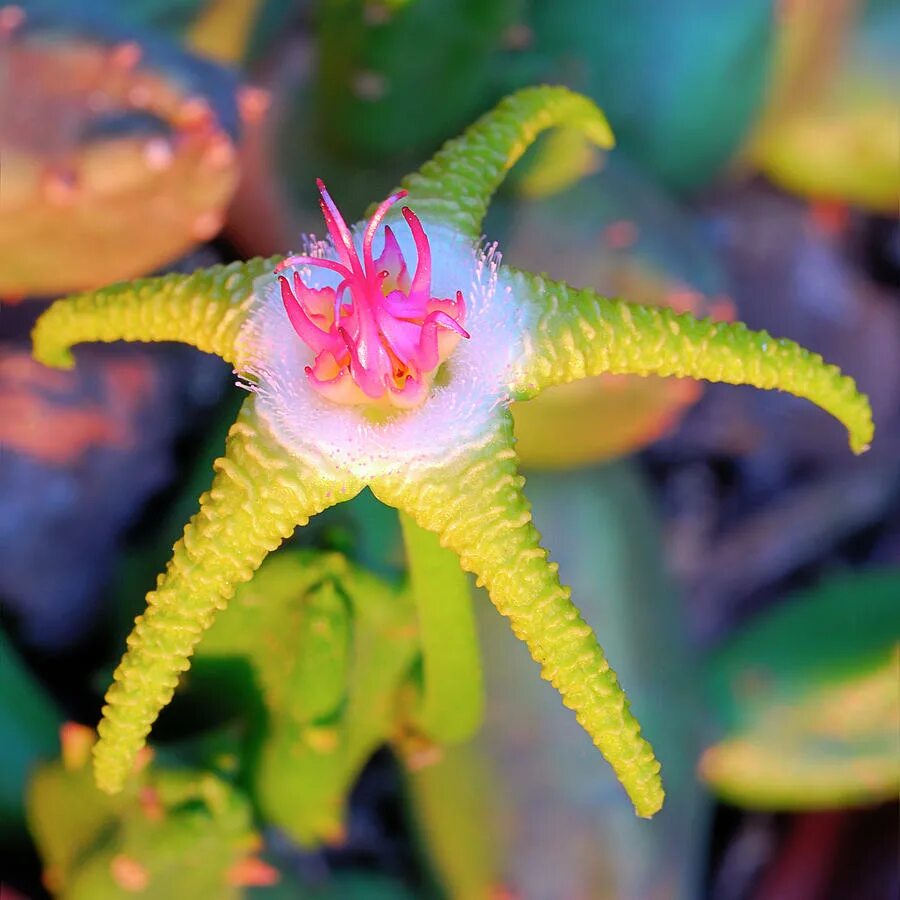 Виды необычных растений. Stapelia flavopurpurea. Стапелия золотисто пурпурная. Stapelia flavopurpurea. Необычные цветы. Редкие цветы.