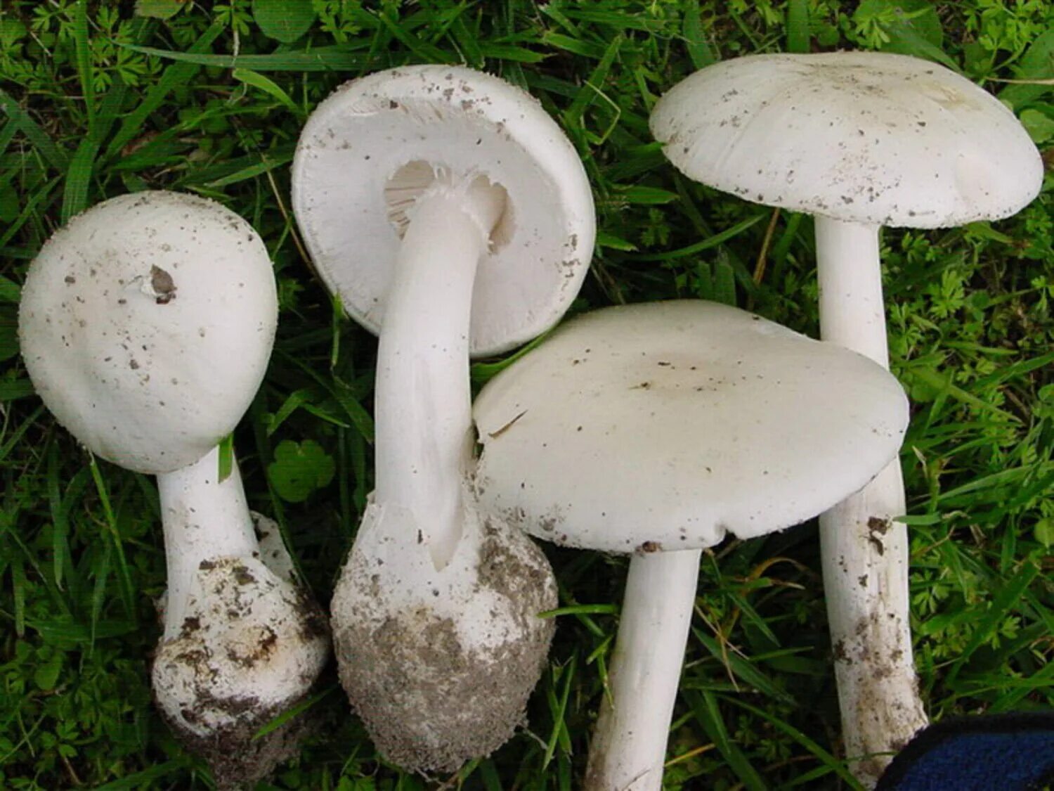 Бледная поганка белая. Бледная поганка гриб. Бледная поганка (Amanita phalloides). Белая поганка гриб. Сходства и различия белый поганки