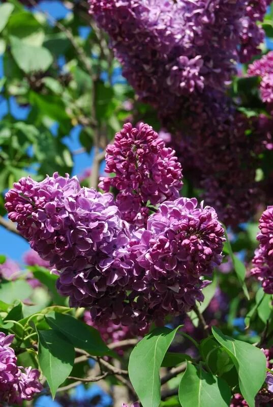 сирень обыкновенная знамя ленина. сирень обыкновенная krasnaya moskva. сирень обыкновенная сорт огни донбасса. сирень огни донбасса. сирень обыкновенная красная москва.