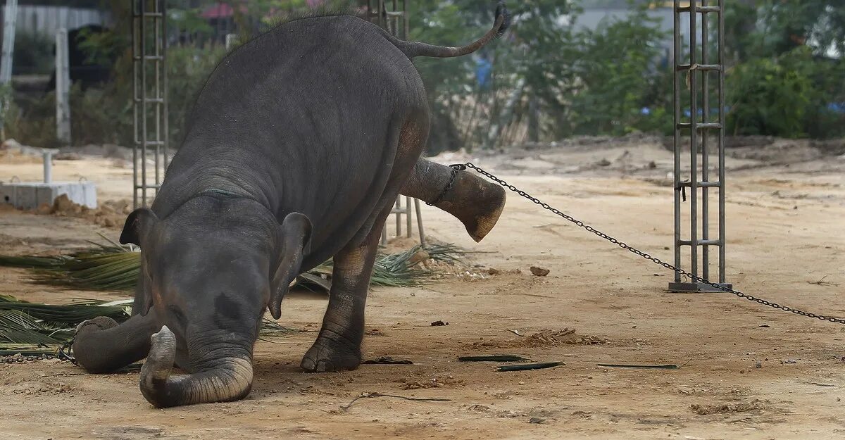 Издевательства над слонами. Слон Тайланд.
