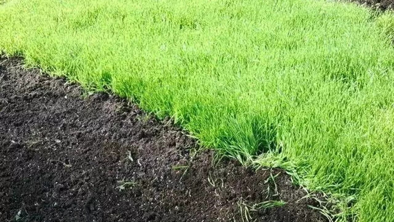 Зеленеет земля в огороде что делать