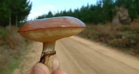 Как отмыть пальцы от маслят