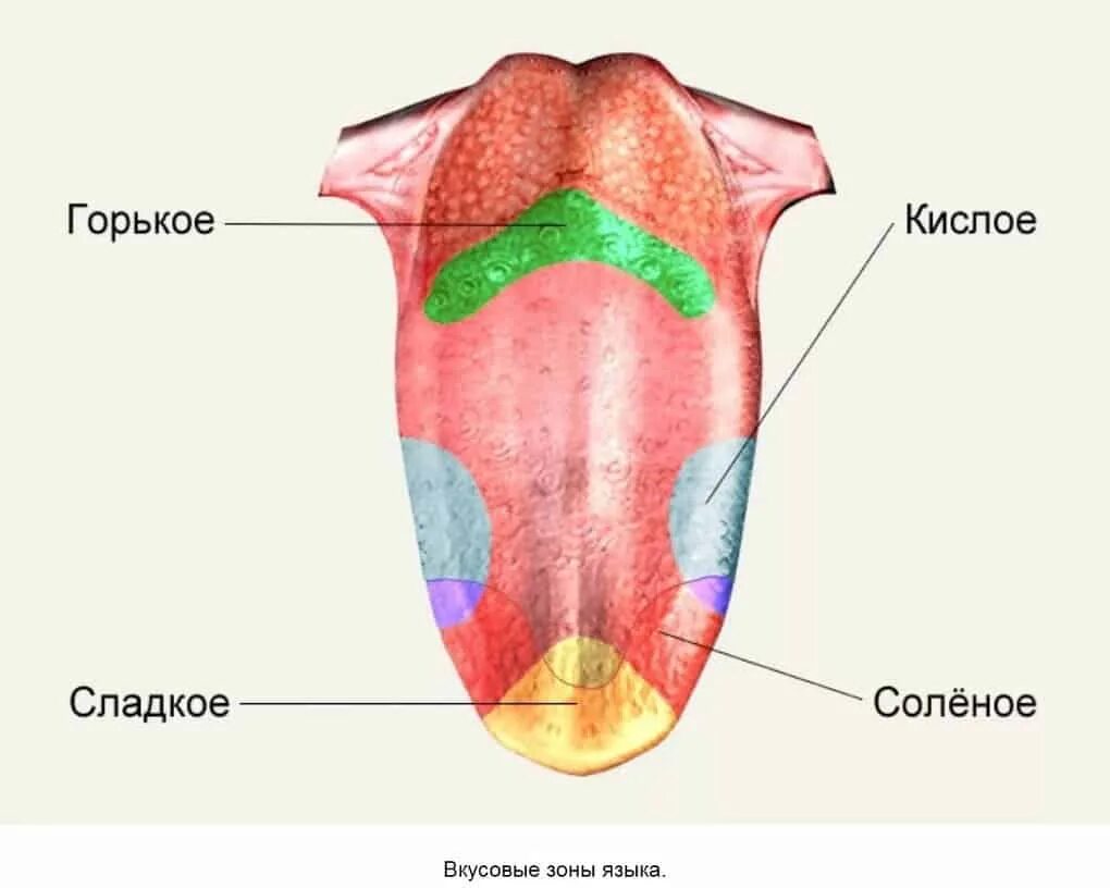 На кончике языка расположены рецепторы чувствительные к. Строение языка вкусовые рецепторы. Вкусовые зоны языка человека анатомия. Вкусовые рецепторы на языке схема. Биология 8 класс и вкусовой Рецептор.