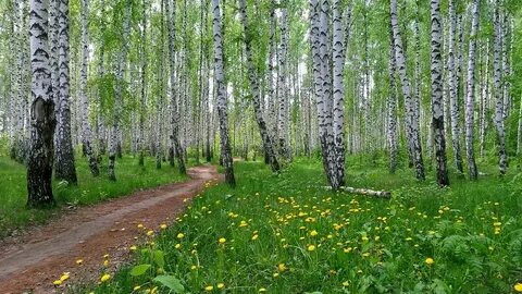 Цветы березовой рощи