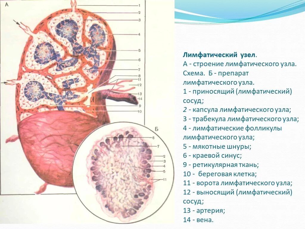 Лимфатический узел имеет. Строение лимфатического узла препарат. Лимфатические узлы строение трабекулы. Препарат схема лимфатический узел. Схема строения лимфатического узла.