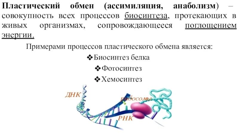 Ассимиляция это процесс биология. Примеры процессов ассимиляции. Ассимиляция это процесс биология примеры. Ассимиляция примеры биология.