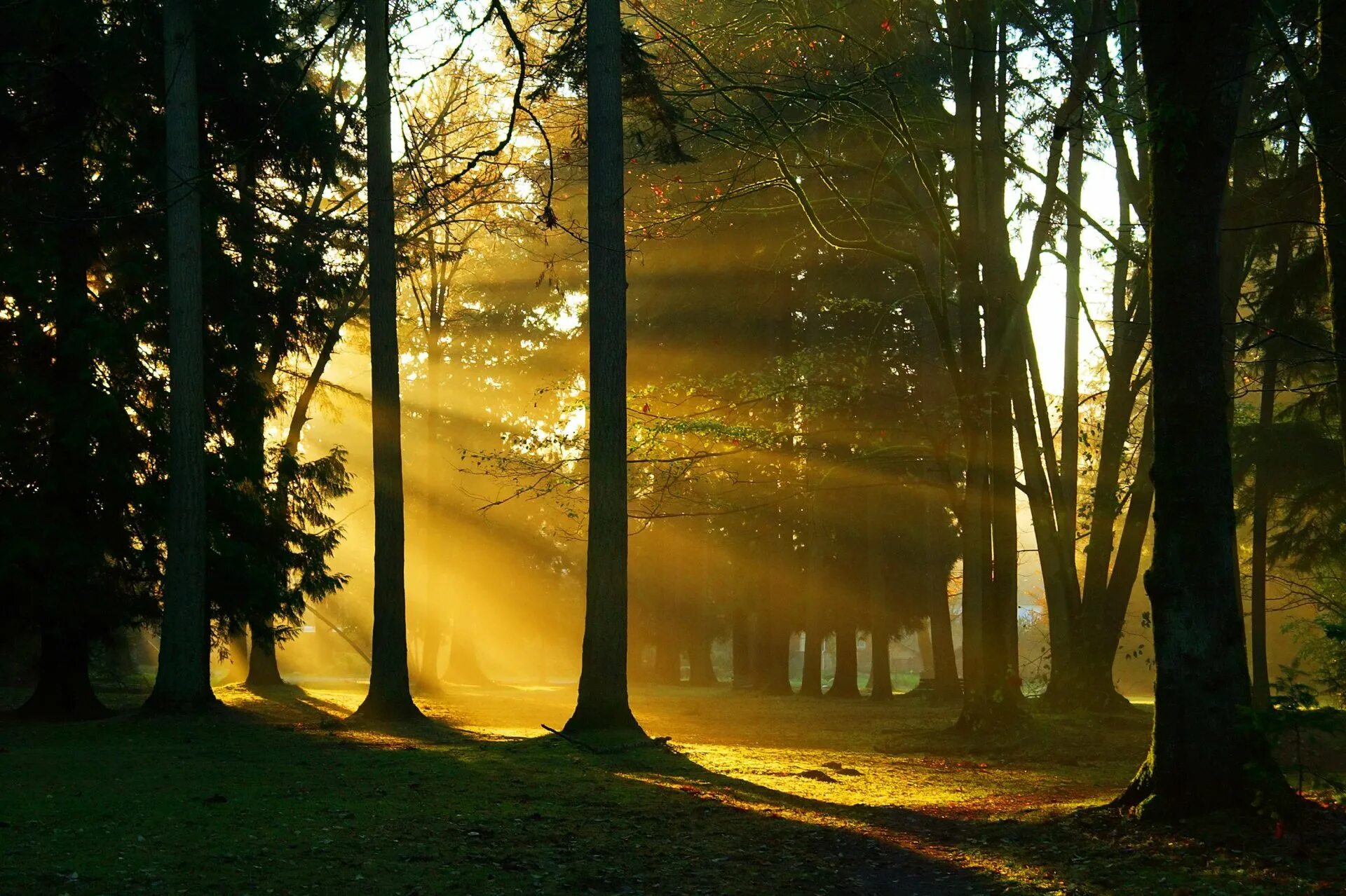 "Солнце в лесу". Пейзаж леса. Лучи солнца в лесу. Солнечный лес. Лес солнце и звезды