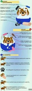 Сколько раз мыть собаку