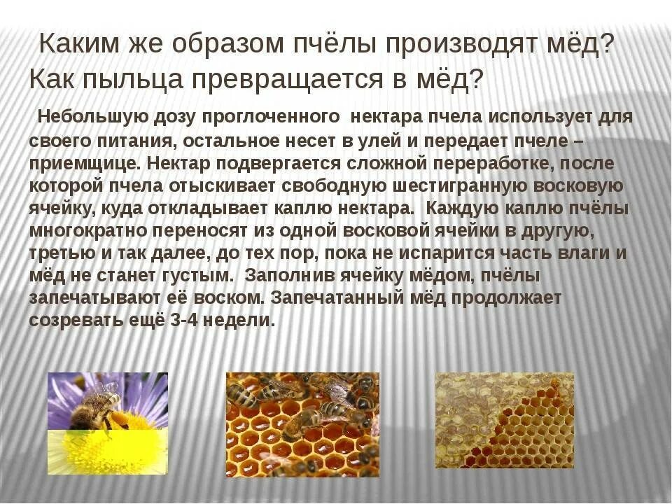 Список пыльца. Продукты пчеловодства. Продукты пчеловодства пыльца. Пчелиная пыльца лечебные. Пыльца Цветочная пчелиная.